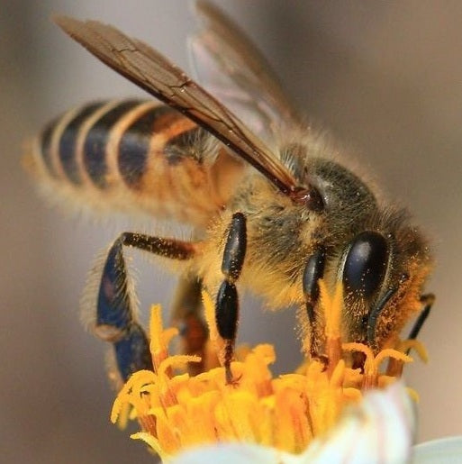 The Sweet Difference: Why We’re Celebrating World Bee Day (And a Special Treat For You!)