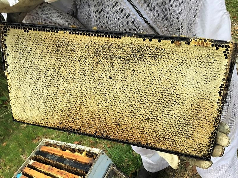 Australian WILD RAW Organic Honey (500g)