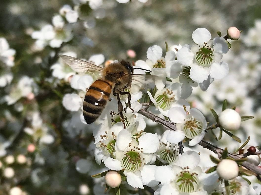 400+ MGO Australian Manuka Honey (500g)